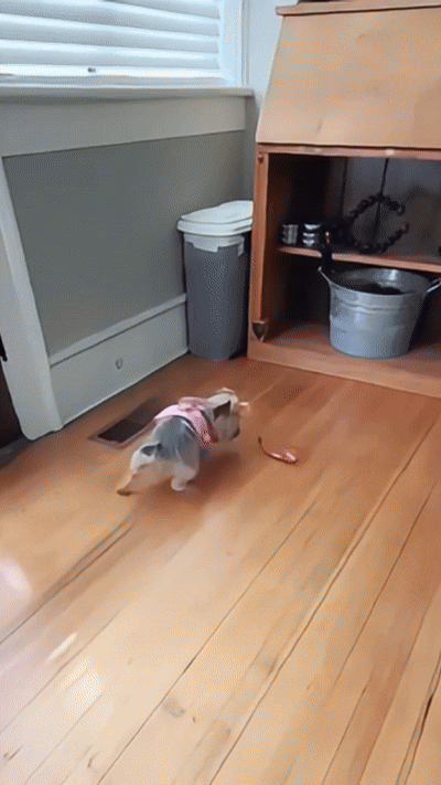 Lemvi motion ball moving across a floor