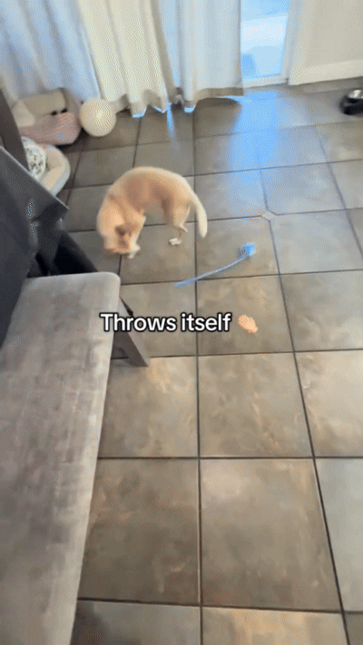Lemvi interactive toy in motion