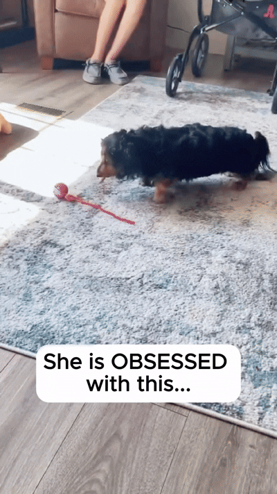 Lemvi motion ball keeping a dog engaged